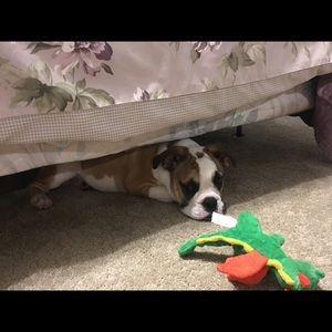 Meet your Posher, Susan